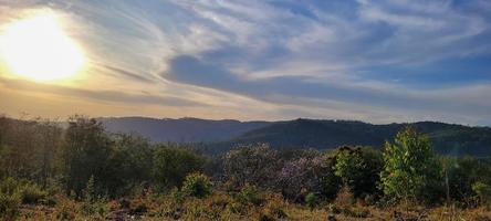 eucalipto piantagione azienda agricola nel soleggiato giorno nel brasile campagna su sporco strada foto