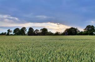 vista di un campo agricolo con erba verde. foto