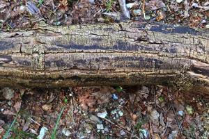 dettagliato vicino su Visualizza su un' foresta terra struttura con muschio e rami foto