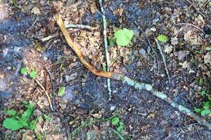 dettagliato vicino su Visualizza su un' foresta terra struttura con muschio e rami foto