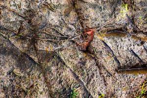 dettagliato vicino su Visualizza su asciutto agricolo motivo e acro nel alto risoluzione foto