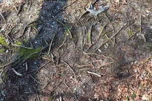 dettagliato vicino su Visualizza su un' foresta terra struttura con muschio e rami foto