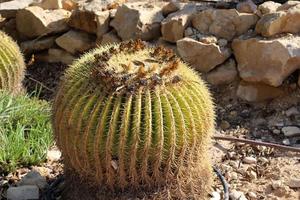 un' grande e spinoso cactus cresce nel un' città parco. foto