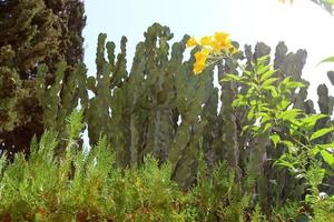 un' grande e spinoso cactus cresce nel un' città parco. foto