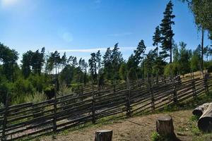 camminare nel Svezia piccolo e su un' sentiero di il antico di legno recinzione. foresta, prato, cielo foto