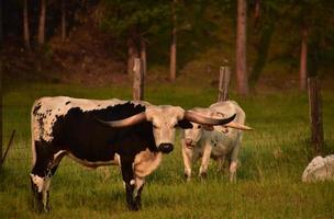 paio di Due Longhorn mucche nel un' campo foto