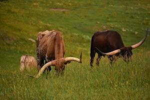 Longhorn steer con loro facce sepolto nel lungo erbe foto