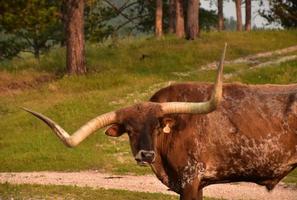 masticazione Longhorn mucca nel presto mattina ore foto