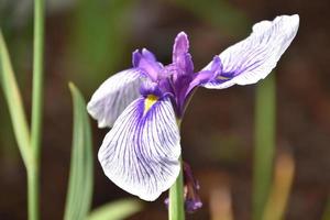 barbuto iris con tutti e due viola e bianca foto