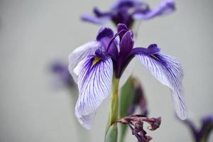 Impressionante bianca e viola iris fiore fiorire foto