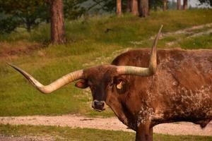 molto lungo corna su un' Longhorn steer foto