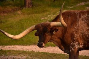 su vicino Guarda in il viso di un' Longhorn steer foto