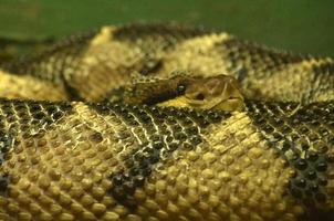 scalato boscaiolo serpente arrotolato su e pronto per sciopero foto