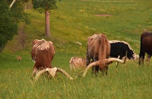 mandria di Longhorn steer bestiame pascolo nel un' pascolo foto