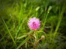 timido Principessa fiore scenario sfondo foto