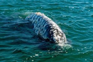 grigio balena madre naso andando su foto