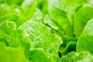 fresco biologico verde le foglie cos romaine lattuga insalata pianta nel idroponica verdure azienda agricola sistema foto