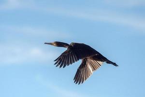 cormorano spruzzi su il mare foto