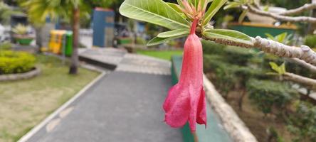 rosa o rosso frangipani fiore ornamentale pianta foto