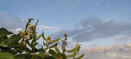 cara una volta o giavanese Maiale fagiolo, Vicia faba è un' pianta di il genere Vicia foto