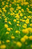 campo con giallo denti di leone. luminosa denti di leone nel il prato. foto