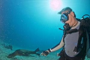 fotografo tuffatore si avvicina giovane mare Leone subacqueo foto