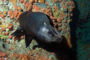 cucciolo mare Leone subacqueo guardare a voi foto