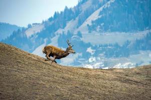 maschio rosso cervo ritratto guardare a voi foto