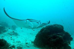 manta subacqueo vicino su ritratto mentre immersione foto