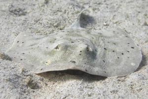 pastinaca Stingray pesce foto