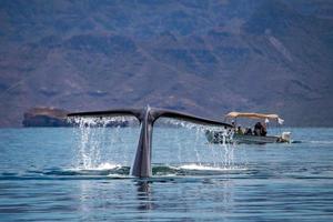 blu balena il maggiore animale nel il mondo foto