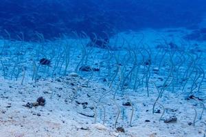 scuola di serpente pesce nascondiglio nel il sabbia nido foto