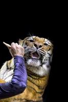 un' tigre pronto per attacco guardare a voi foto