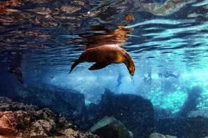 mare Leone foca subacqueo mentre immersione galapagos foto