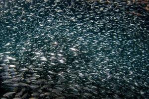 sardina scuola di pesce subacqueo foto