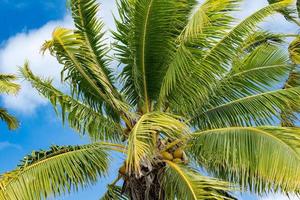 Noce di cocco palma albero dettaglio vicino su foto