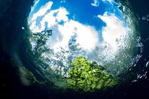 subacqueo giardini e acqua impianti nel cenote grotta immersione nel Messico foto