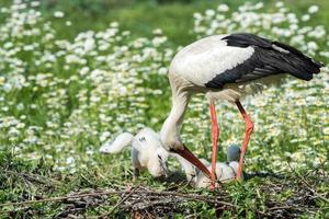 cicogna con bambino cucciolo nel suo nido su il margherita sfondo foto