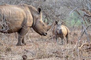 bambino rinoceronte e mamma kruger parco Sud Africa foto