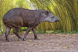 sud americano tapiro vicino su ritratto nel il giungla foto
