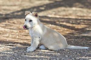 cucciolo di cane pomeranian bianco neonato foto