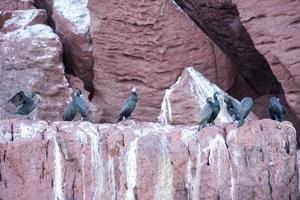 cormorano su il rocce in attesa per pesce foto