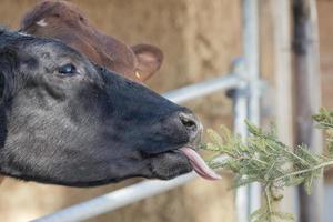 mucca ritratto mentre leccata pino albero ramo foto
