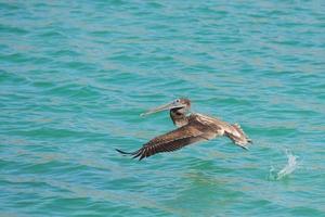 pellicano mentre volante foto