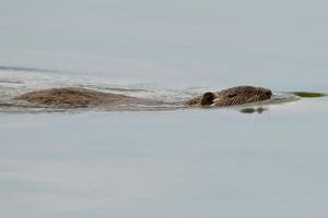 isolato castoro nutria mentre nuoto foto