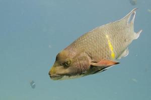 colorato cernia pesce foto