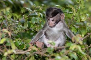 neonato Indonesia macaco scimmia scimmia vicino su ritratto foto