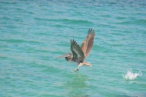 pellicano mentre volante foto