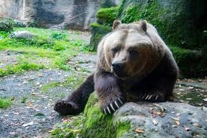 orso Marrone grizzly nel il foresta sfondo foto