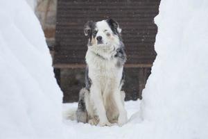 blu con gli occhi cane su il neve sfondo foto